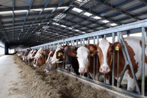 Поголовье скота в Липецкой области продолжает уходить в минус