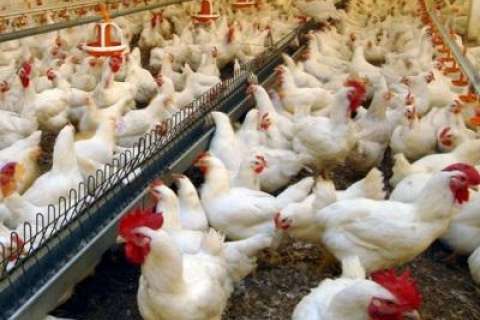 Компания «Куриное царство» незаконно получила земли под строительство птицефабрики в Липецкой области