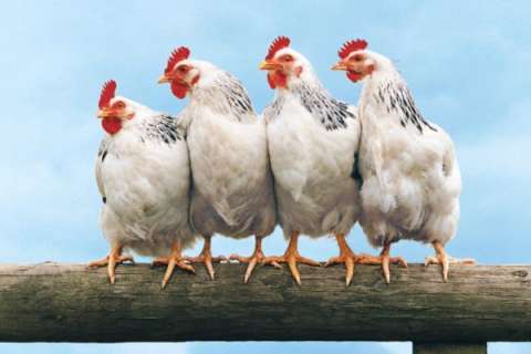 Липецкая область собирается накормить жителей арабских стран курицей