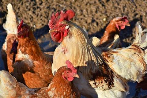 Липецкому предпринимателю не удалось добиться в суде сноса задонских птицефабрик «Черкизово»