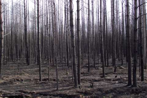 В Липецкой области планируют в этом году завершить восстановление сгоревших лесов за 75 млн рублей