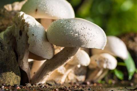 Липецкое «Черноземье» превращает свой грибной проект в мираж