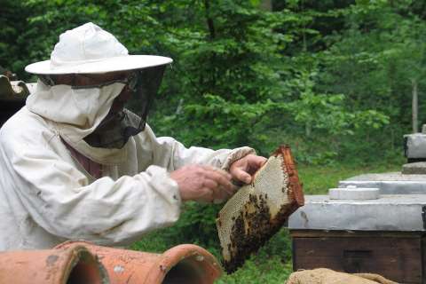 Липецким пасечникам могут выплатить до 3,5 тыс. рублей за погибшую от химикатов пчелосемью