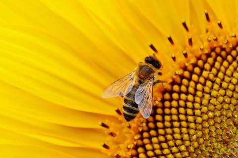 Компенсацию потерявшим пчёл липецким пасечникам увеличили на 1,2 млн рублей