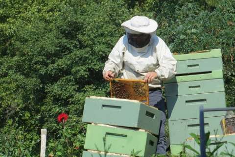 Липецкие пчеловоды обратятся с просьбой к властям о матпомощи в связи с массовой гибелью пчёл