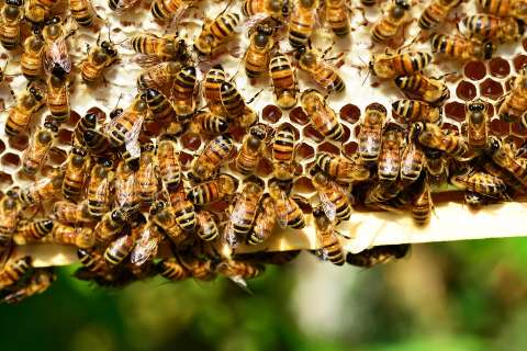 Агрофирма «Лебедянское» заплатит за гибель тысяч пчёл в Липецкой области