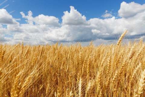 Обвал цен на зерно подтолкнул аграриев дополнительно выделить 320 млн рублей на стабилизацию отрасли