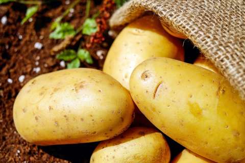 В Липецкой области разорилась «столетняя» картофельная компания
