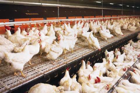 В Данковском районе завершается строительство птицефабрики «Куриное царство»