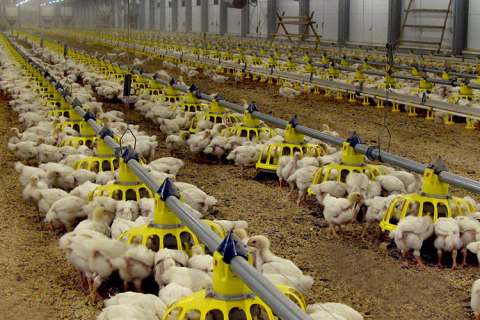 Открытие цехов на липецкой птицефабрике поможет «Черкизово» уйти от импорта инкубационного яйца