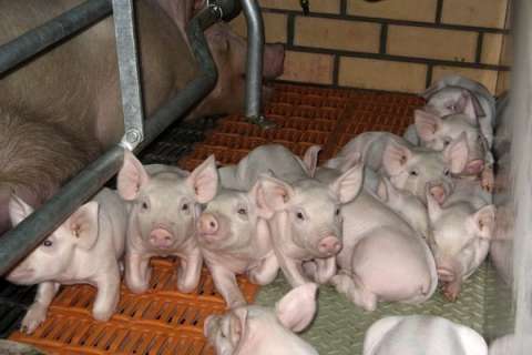 В Липецкой области банкротят крупную свиноводческую компанию