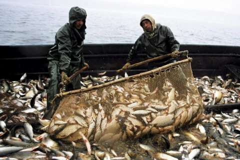 Росрыболовство планирует в этом году увеличить искусственное разведение рыбы на 10%