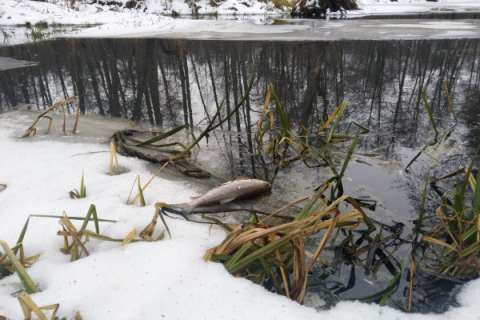 Загрязнение реки Усмань в Липецкой области и гибель рыбы довели до уголовного дела