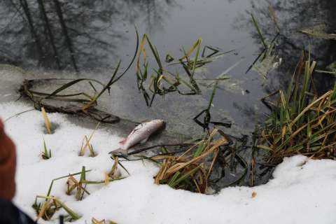 Чёрная вода в реке под Липецком и массовая гибель рыбы спровоцировала проверку Росприроднадзора