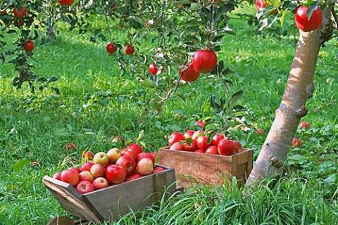 Липецкие садоводы расширят площадь садов и ягодников до 10 тыс. га