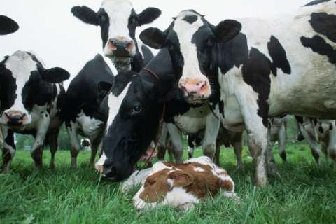 В кризис липецкие сельхозпредприятия увеличили поголовье скота