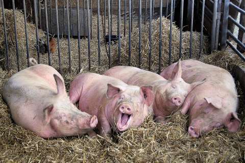 Компания «Отрада Ген» завершает реконструкцию своего свинокомплекса в Липецкой области