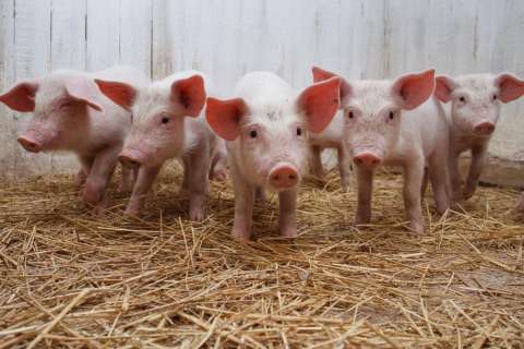 Свинокомплекс французской компании «Отрада ген» в Липецкой области попал в угрожаемую зону АЧС