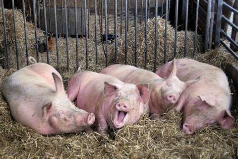 Компания «Отрада Ген» введет в эксплуатацию липецкий свинокомплекс в начале 2017 года
