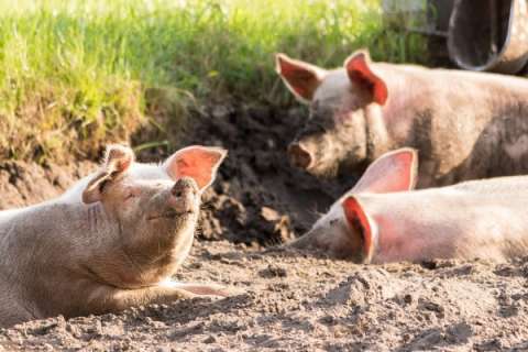 Производители свинины в Липецкой области ухудшили свои показатели