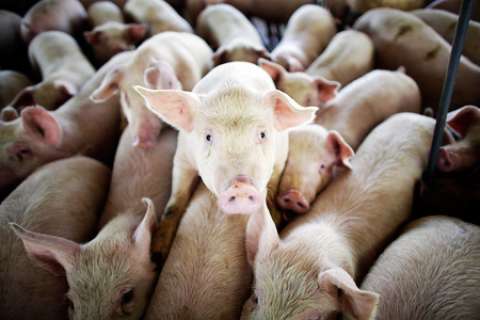 «Отрада Ген» намерена купить свиноферму обанкротившегося липецкого «Юкона»