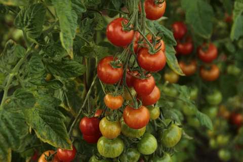 Новый комплекс липецкой компании «Овощи Черноземья» вырастил первую партию баклажанов и томатов