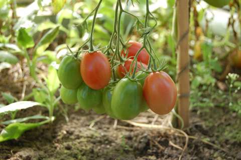 «Елецкие овощи» построят пятую очередь теплиц в Липецкой области