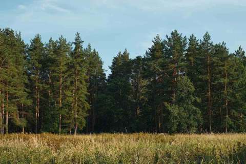 Для охраны липецких лесов закупят 12 беспилотников