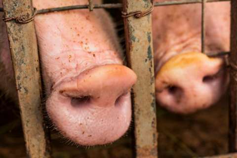 В Липецкой области увеличилось поголовье свиней на 14%