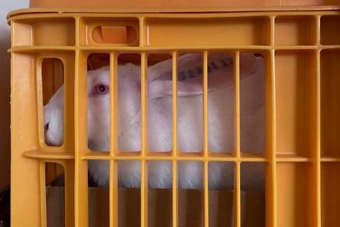 В Липецкую область завезено 900 кроликов из Франции