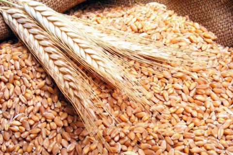  В 1,5 раза увеличился экспорт зерна и продуктов его переработки из Липецкой области