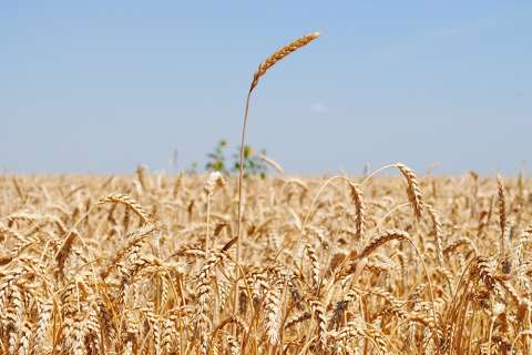 Липецким аграриям возместят затраты на выращивание и реализацию зерна 237,9 млн рублей