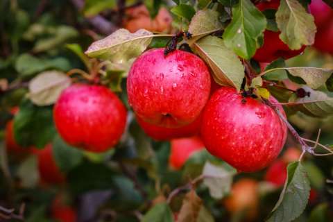 Липецкие садоводы собрали рекордный урожай яблок 