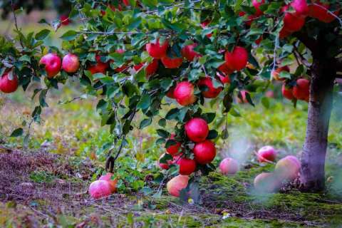  Липецкие садоводы собрали рекордный урожай яблок 