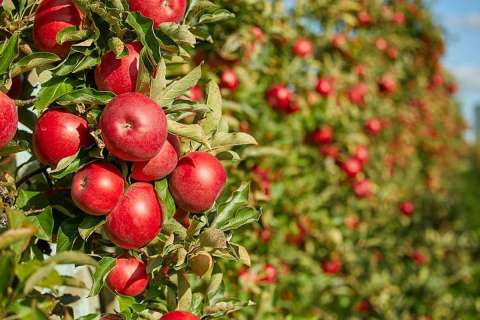 В Липецкой области собрали 1,8 тыс. тонн яблок нового урожая