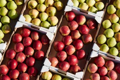 Липецкий производитель товарного яблока «Агроном-сад» провалился в убыток