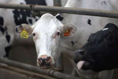 В липецких хозяйствах получено 316,6 тыс. тонн молока в 2023 году
