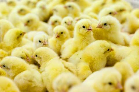 В Липецкой области в 2023 году произведено 209,4 тыс. тонн мяса птицы 