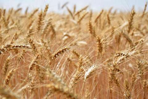 Экспорт пшеницы и кукурузы из Липецкой области увеличился в два раза