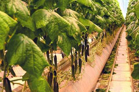 В Липецкой области вырастили 44,5 тыс. тонн тепличных овощей и салатов с начала года