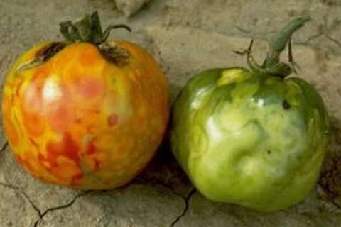 В Липецкой области выявили опасный вирус томатов