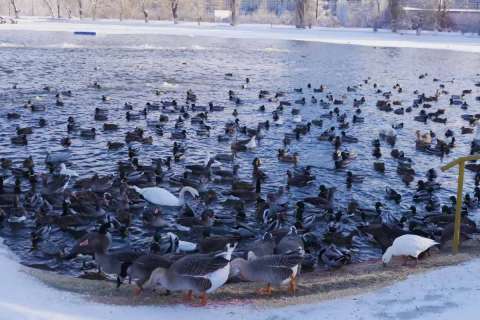 На Лебединое озеро в Липецке слетелись зимовать городские утки