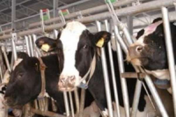В Липецкой области создадут малые молочные фермы 