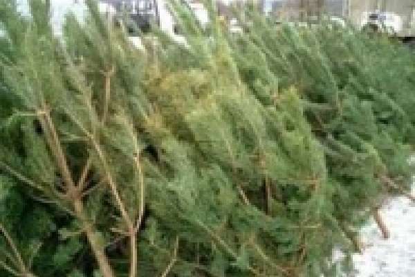 Скоро предновогоодняя ярмарка Скоро предновогоодняя ярмарка
