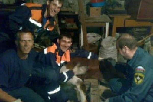 В Липецке спасатели боролись за жизнь... быка
