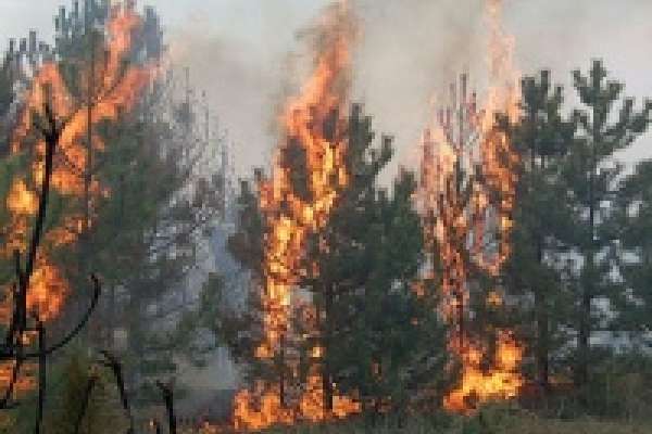 Сейчас лес горит в Добровском районе 