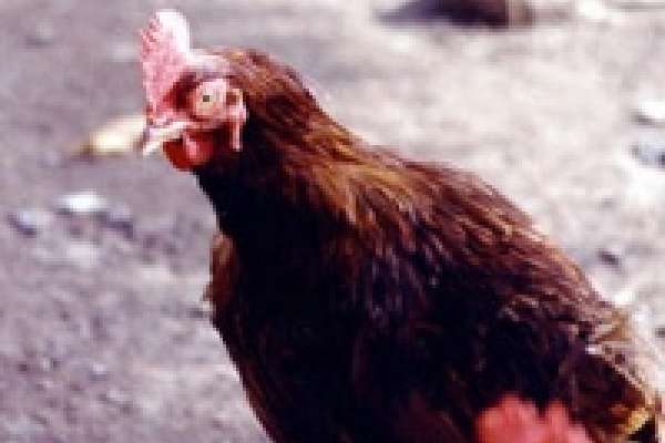 В Липецке запретят ввоз курятины из других регионов России