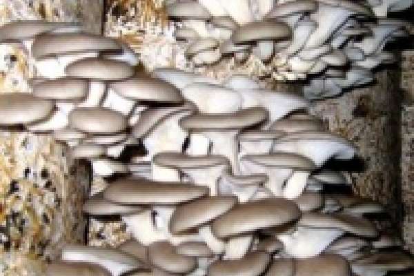 Липецкая область будет кормить грибами Россию 