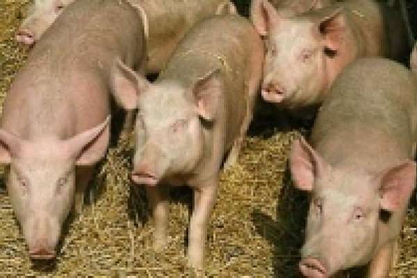 Животноводы увеличили производство продукции Животноводы увеличили производство продукции