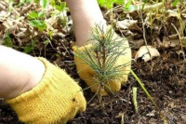Лесоводы области завершают весенние посадки Лесоводы области завершают весенние посадки